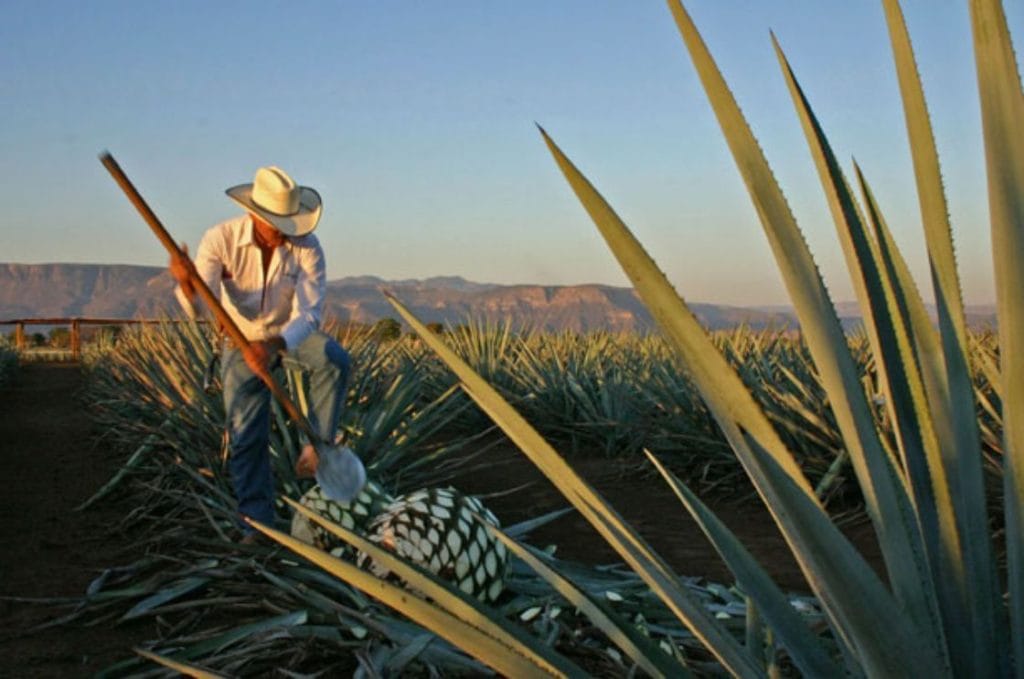 Así es la ruta del tequila.- Foto El Economista