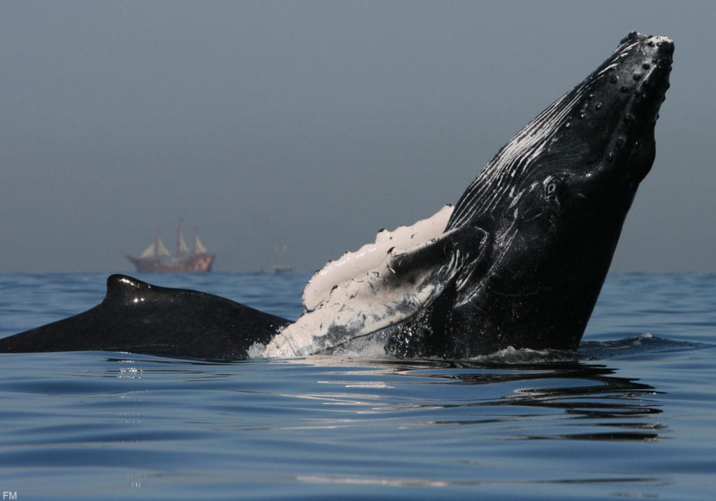 Avistamiento de ballenas en Puerto Vallarta.- Notimex