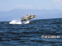 Puerto Vallarta destino ideal de avistamiento de ballenas en México