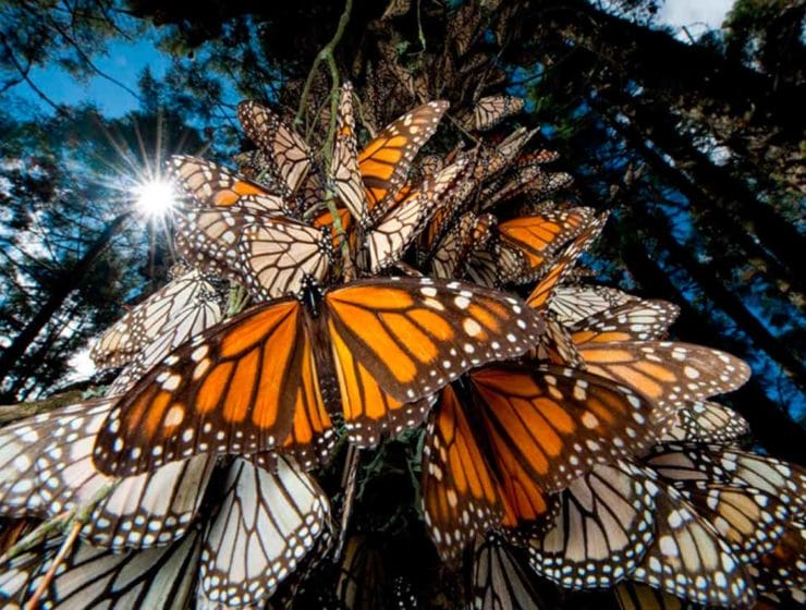 Imágenes de mariposas monarcas en México