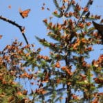Imágenes de mariposas monarcas en México
