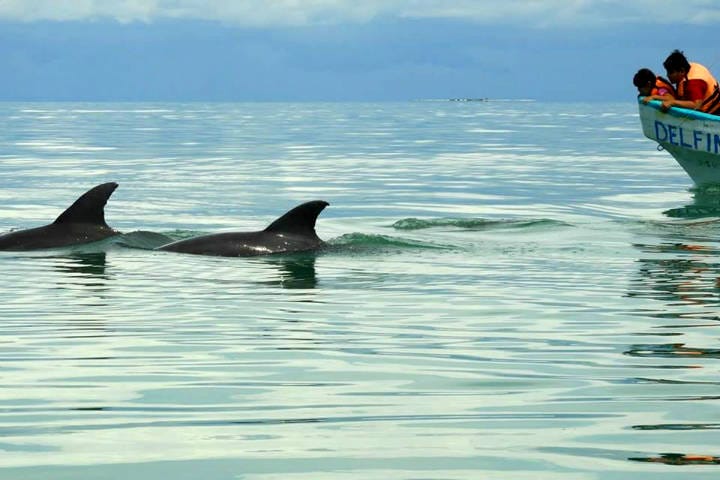 En Puerto Real podrás apreciar uno que otro delfín saltando sobre la superficie del mar