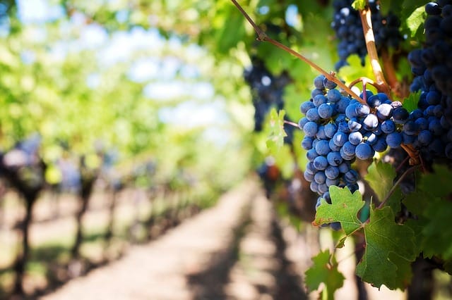 Foto de https://pixabay.com/photos/purple-grapes-vineyard-napa-valley-553463/