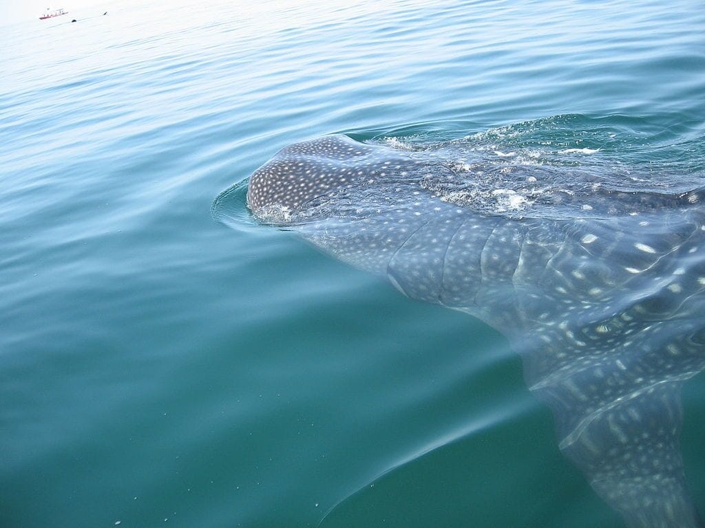Ver al Tiburón Ballena en Holbox es una de las experiencias mas buscadas en Quintana Roo.- Fotos Cortesía