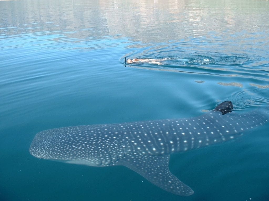 Donde nadar con el Tiburón Ballena en Holbox.- Fotos Cortesía