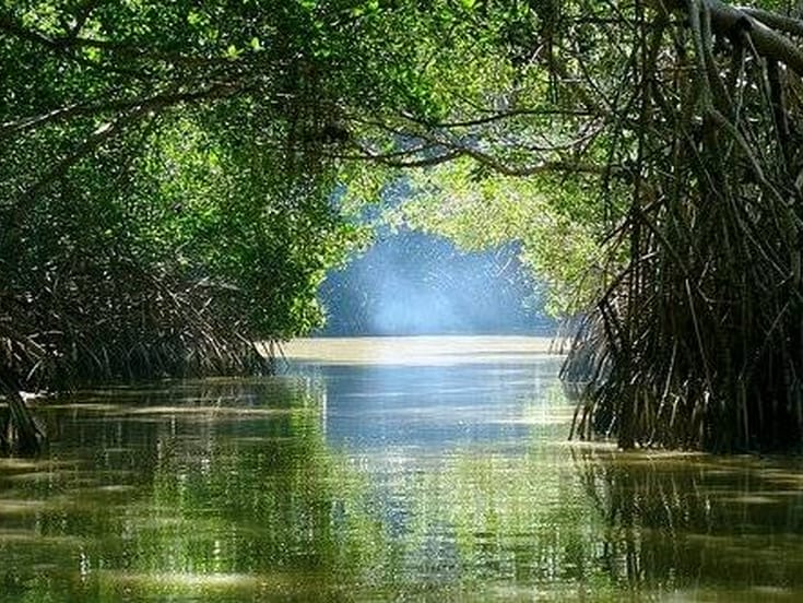 México tiene al rededor de 905 mil 86 hectáreas de zonas cubiertas por manglar, tan solo en Yucatán se encuentran 544 mil 196