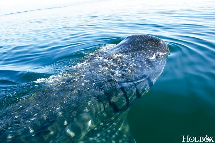 Así  es la experiencia de conocer el Tiburón ballena en Holbox
