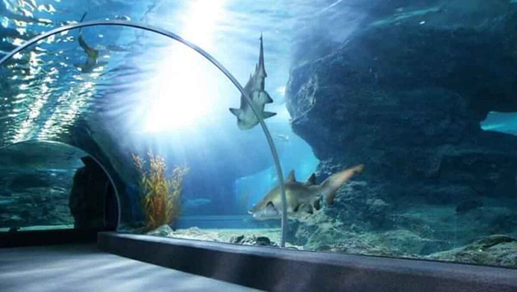 El acuario de Veracruz es un sitio que tienes que visitar.-Foto de internet