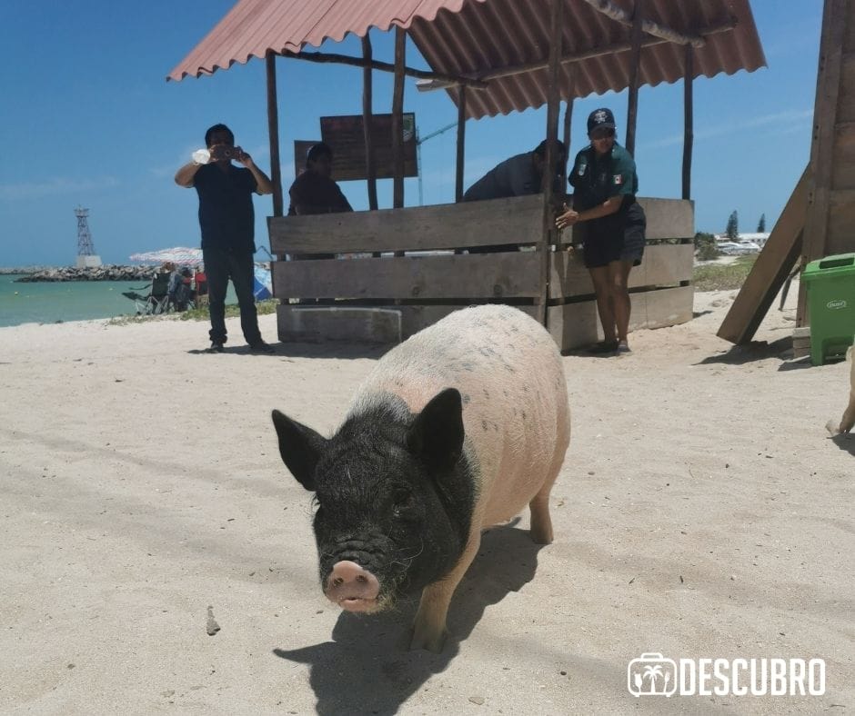Salen de su corral y nadan en el mar dependiendo del estado del clima