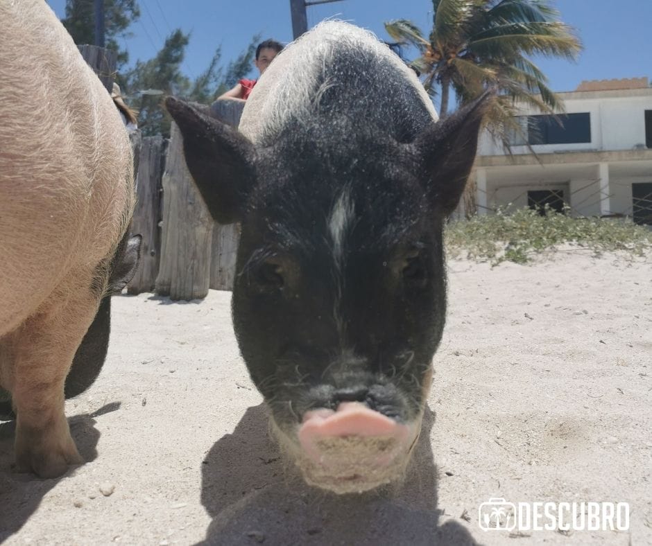 Los ocho cerditos rescatados nacieron en junio del 2020