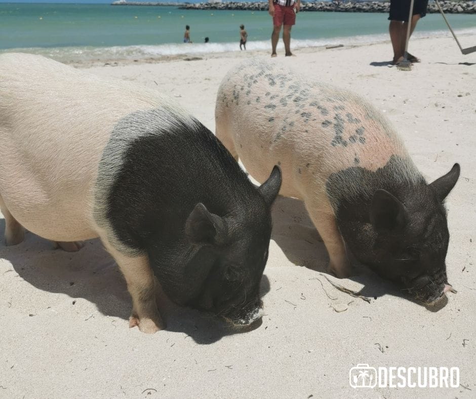 En las costas de Yucatán, existe una peculiar playa en la que viven ocho cerditos con los que puedes interactuar se trata de Pig Beach Yucatán.