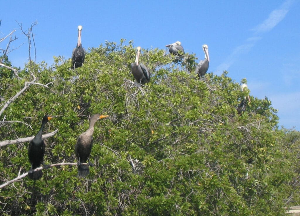 La fauna que predomina en la zona de manglar es la que está adaptada a las mareas y la salinidad de este ecosistema