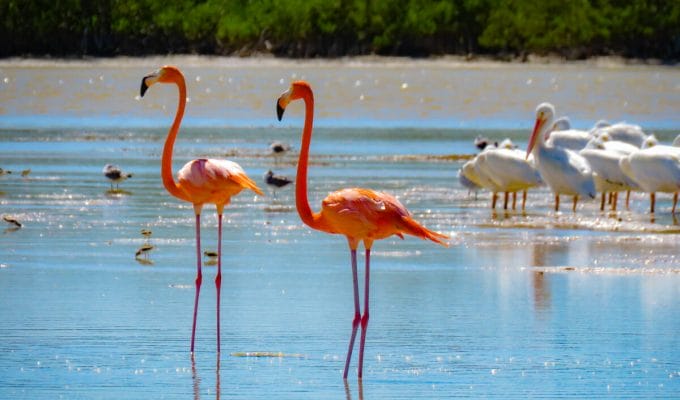 Flamingo-rosado-Sisal