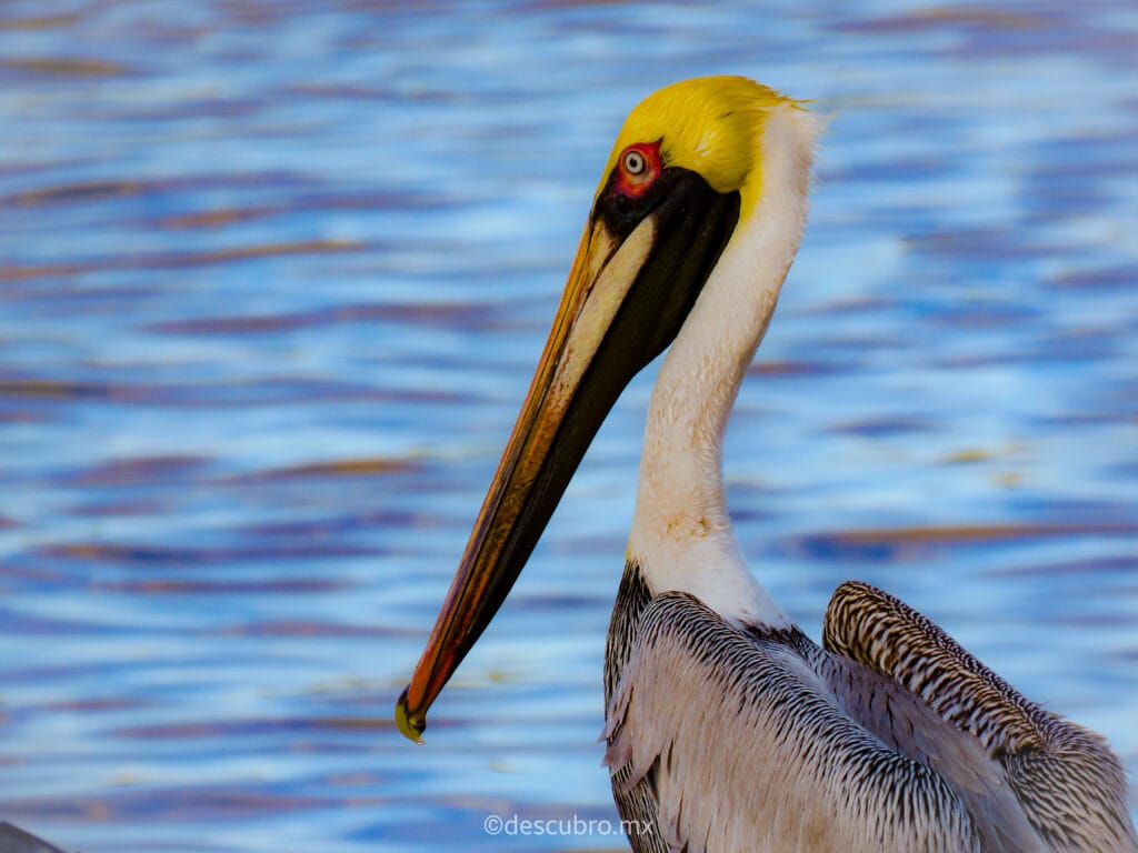 avistamiento de aves