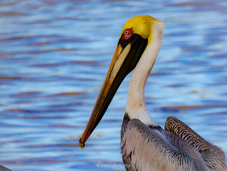 avistamiento de aves