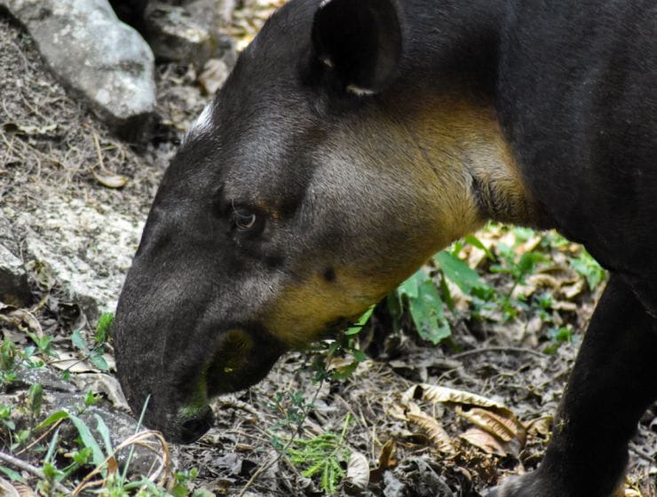 Tl Tapir en peligro de extinción