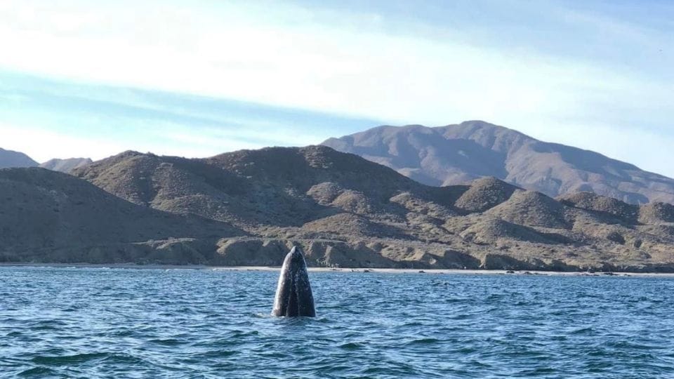 Ballenas en Baja California Sur 