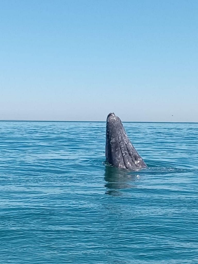 Ballena gris 