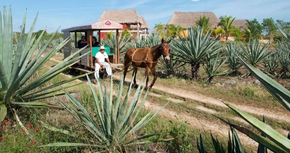 Hacienda-Yucatán-Sotura-Peón