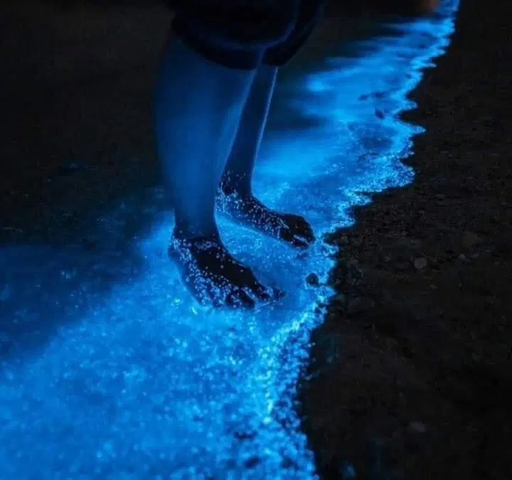 Como sentir y vivir la experiencia de la bioluminiscencia en Holbox