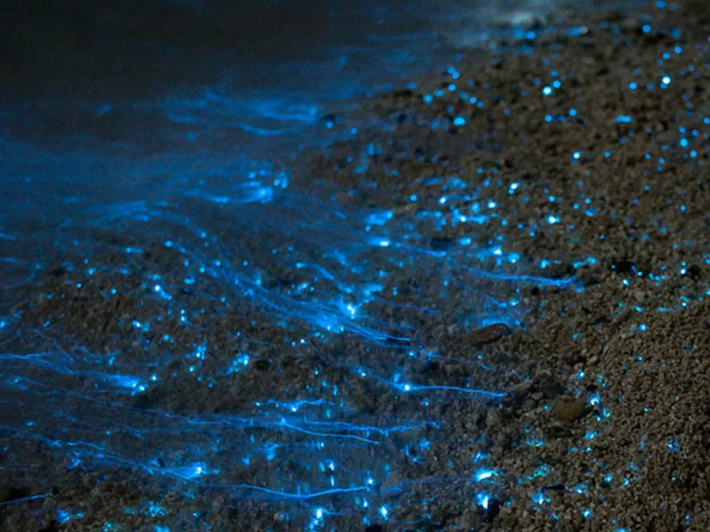 La bioluminiscencia es un fenómeno también conocido como ardentía 
