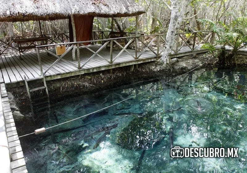 El cenote de San Crisanto es una de las bellezas naturales de Yucatán 