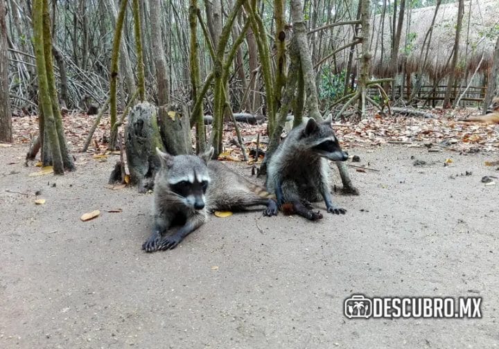 En El Corchito habitaun grupo de mapaches que conviven con los turistas.