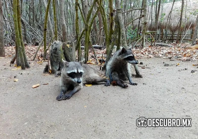 Los mapaches son la fauna que puedes encontrar en El Corchito, en Yucatán 