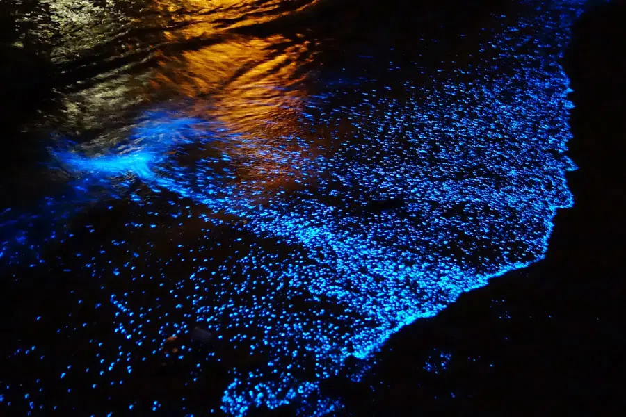 Dónde puedes disfrutar del  bioluminiscencia en Holbox, te contamos los detalles 