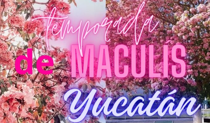 ´Temporada de Maculís en Yucatán