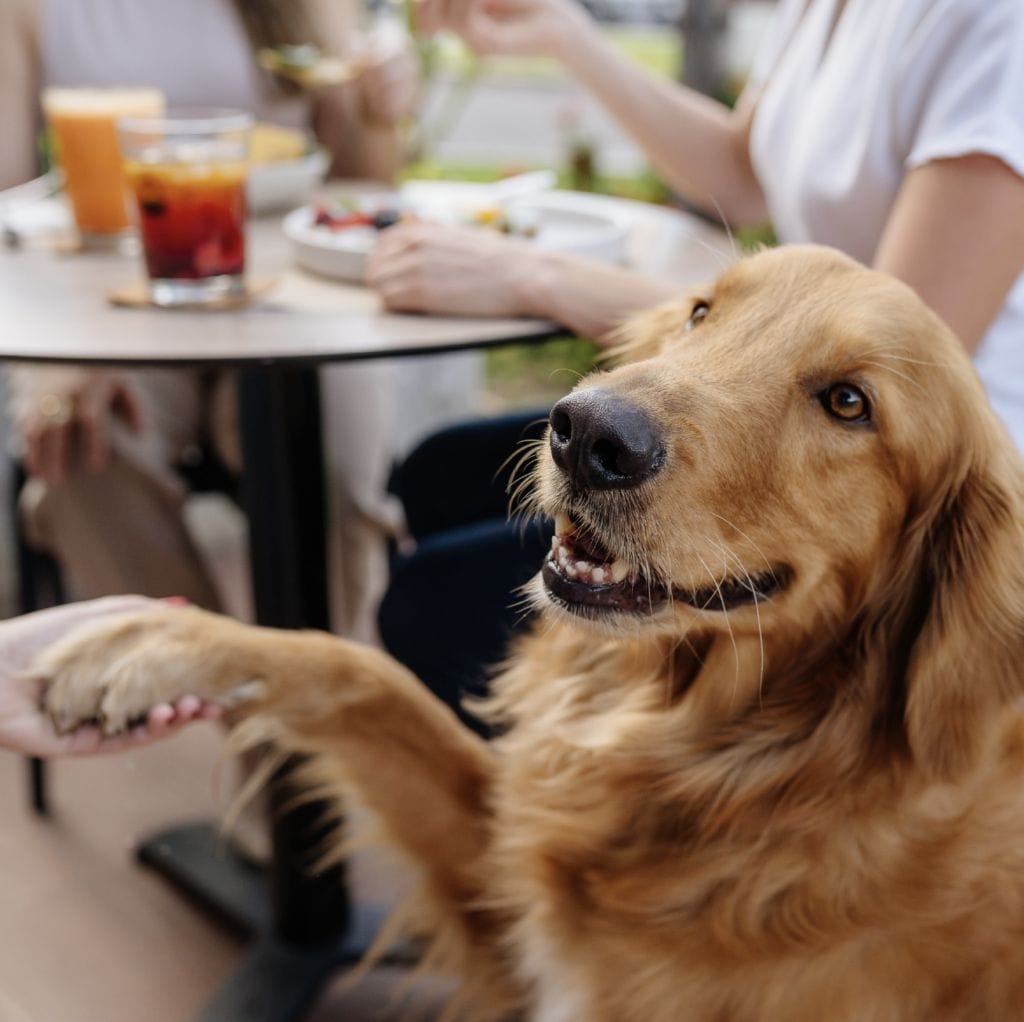 Conoce las mejores cafeterías pet-friendly que hay en Mérida. 