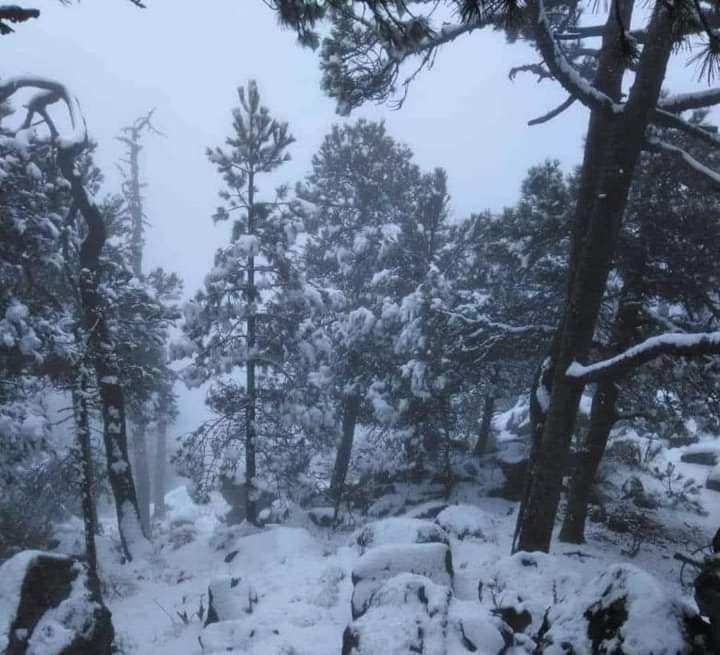 Foto de la vegetación del Nevado de Toluca cubierta de nieve. Foto: Facebook/ Festivales y concierto Toluca