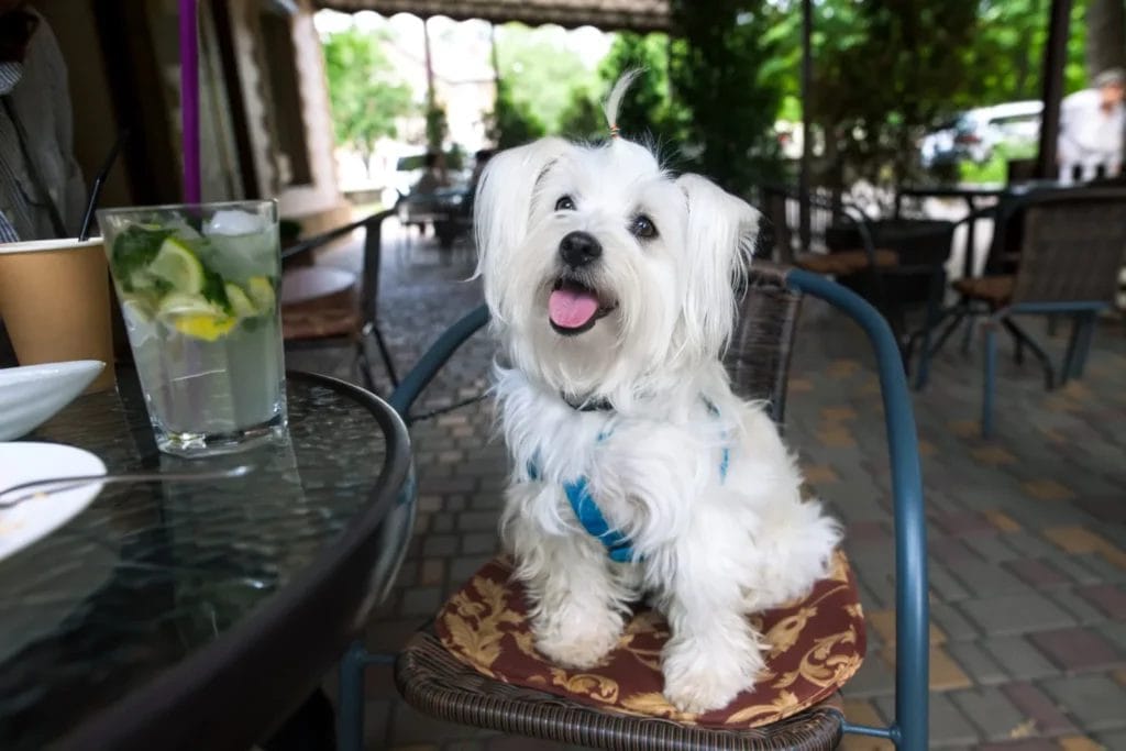 Hazte responsable de tus perritos si los llevas a una cafetería pet - friendly.