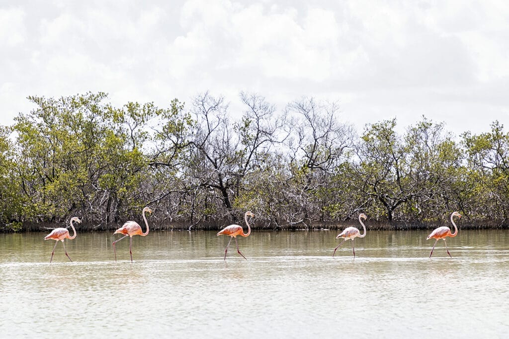 Con suerte, durante tu recorrido en kayak por los manglares de Holbox, podrás observar algunos flamencos