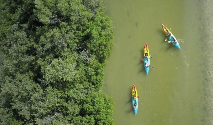 Manglares de Holbox, el secreto mejor guardado de la Isla