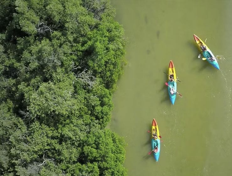 Manglares de Holbox, el secreto mejor guardado de la Isla