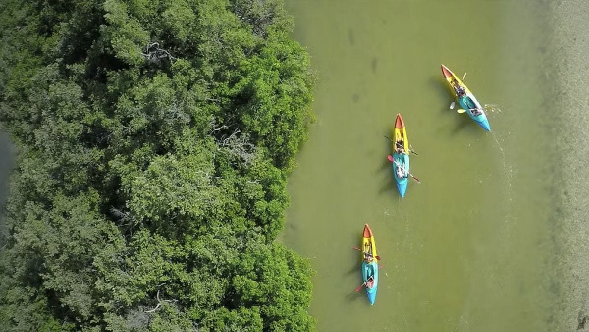 Manglares en Holbox: este paseo en Kayak te va a encantar