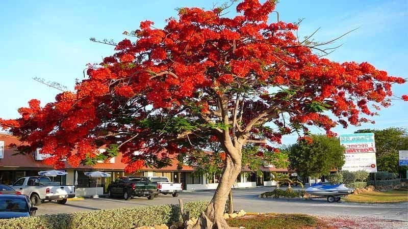 Flamboyán, el árbol que embellece la Península de Yucatán - Descubro