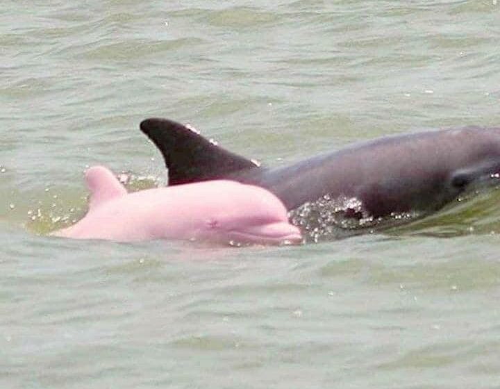 Lo que debes saber del delfinario rosado viral en internet