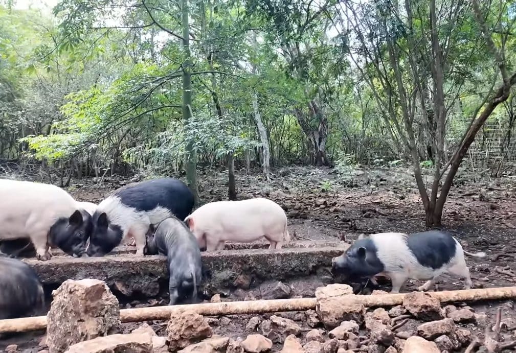 Pig Beach México