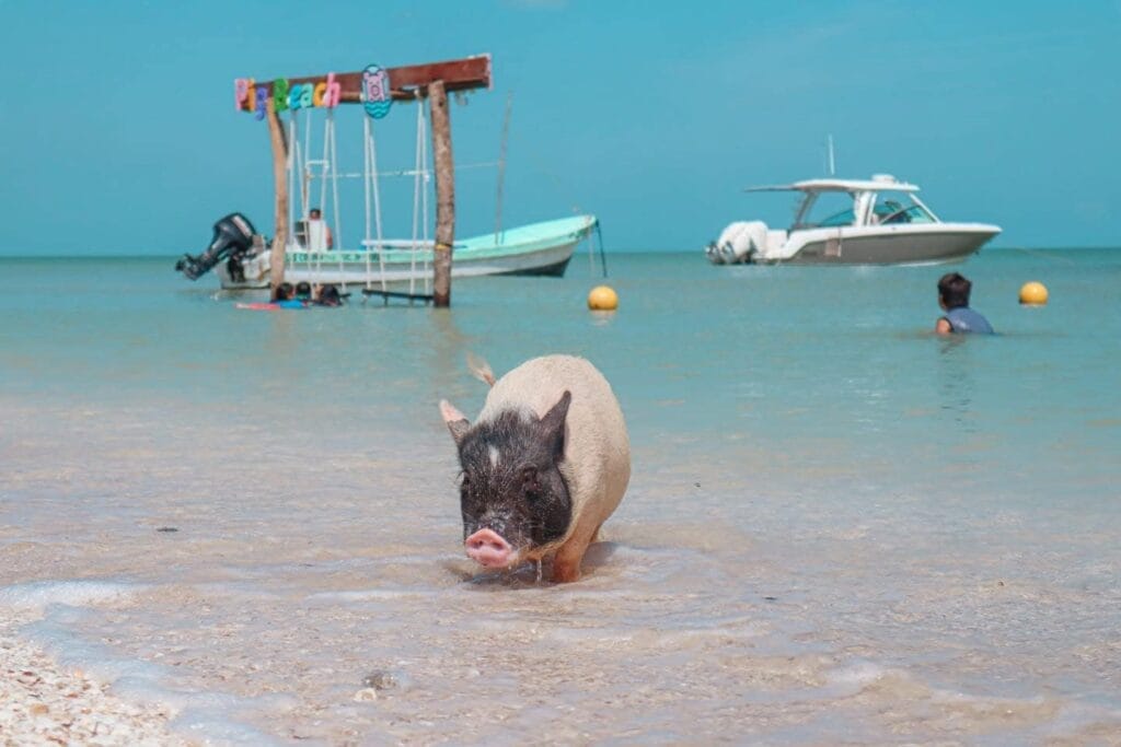 Playa cochino Progreso