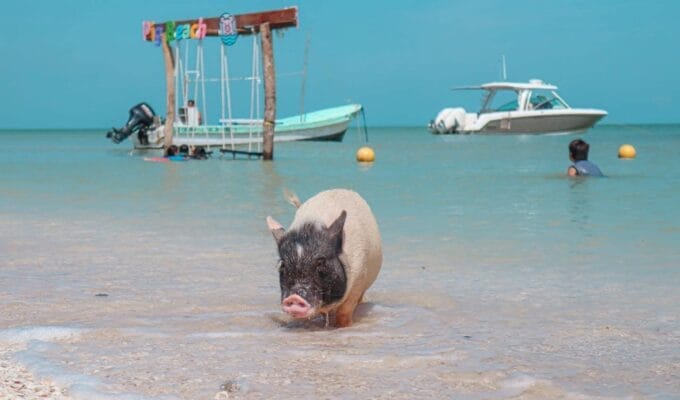 Pig Beach Progreso