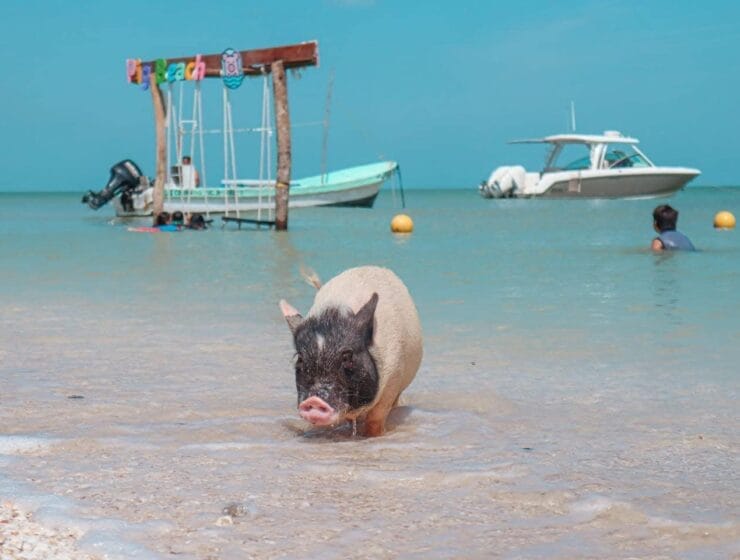 Pig Beach Progreso