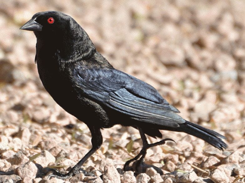 ¿Qué es el pájaro dziu?