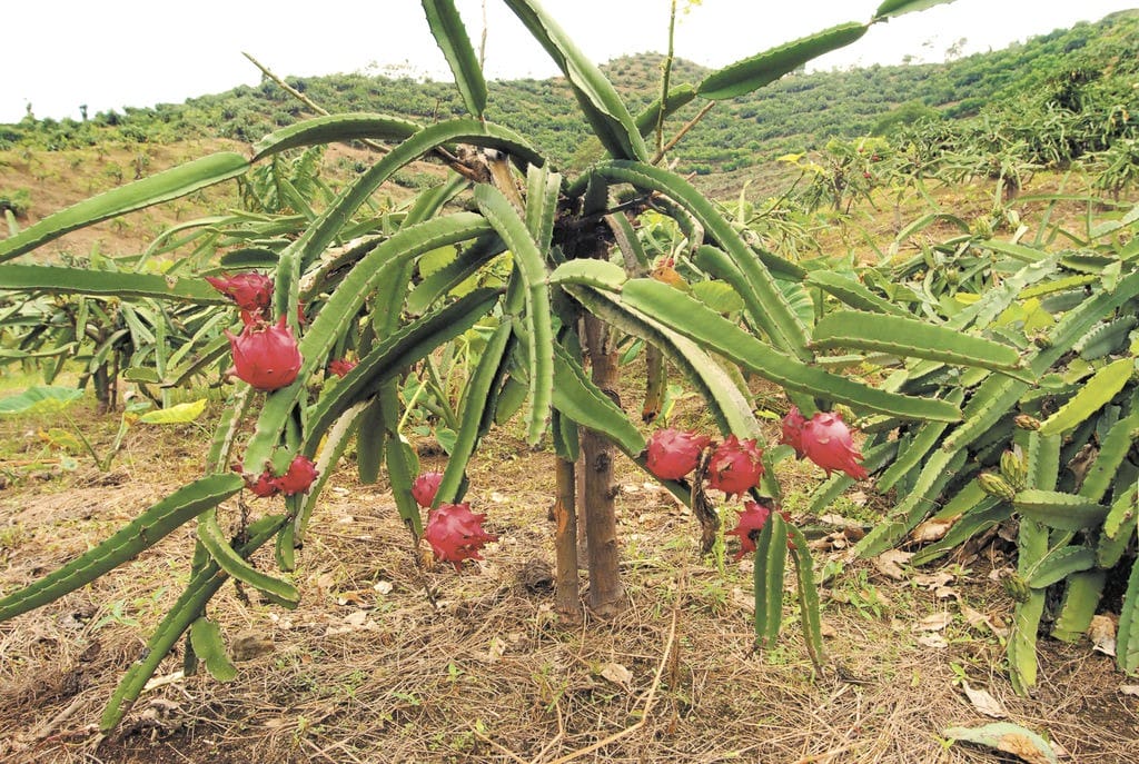 Temporada de Pitahaya en Yucatán