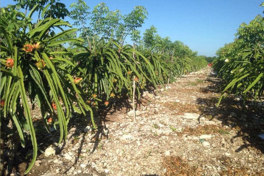 Frutos exóticos de México